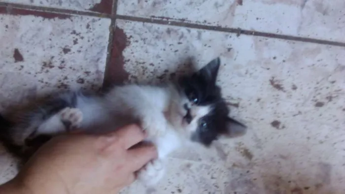 Gato ra a Sem Raça Definida idade 2 a 6 meses nome Sem Nome