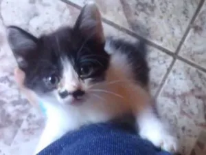 Gato raça Sem Raça Definida idade 2 a 6 meses nome Sem Nome