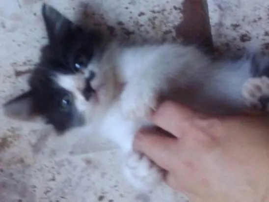 Gato ra a Sem Raça Definida idade 2 a 6 meses nome Sem Nome
