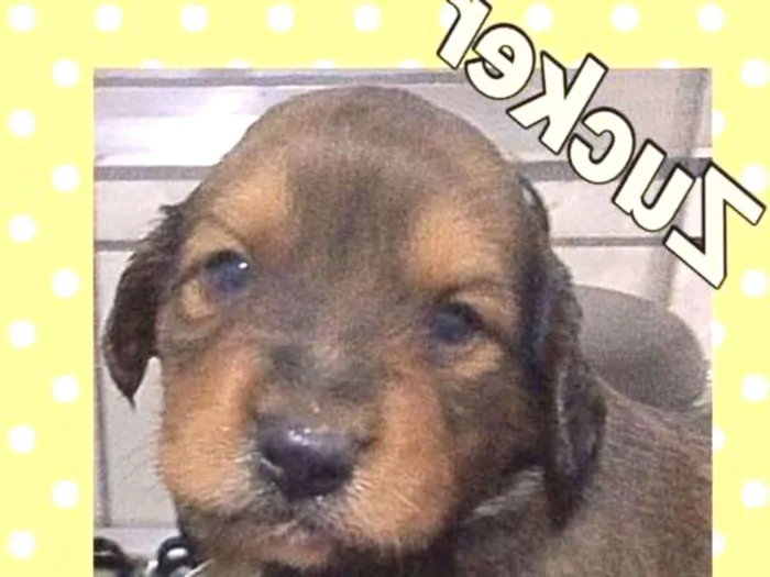 Cachorro ra a SRD idade Abaixo de 2 meses nome ZUCKER