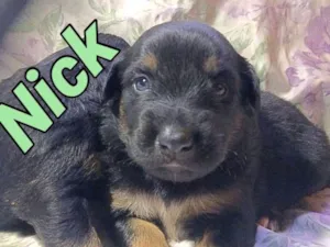 Cachorro raça SRD idade Abaixo de 2 meses nome NICK
