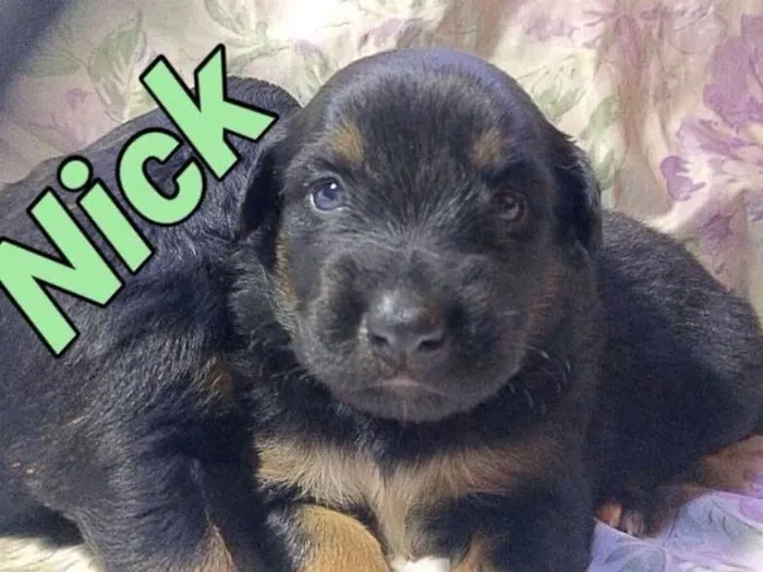 Cachorro ra a SRD idade Abaixo de 2 meses nome NICK