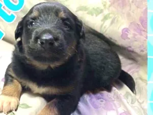 Cachorro raça SRD idade Abaixo de 2 meses nome BARTÔ