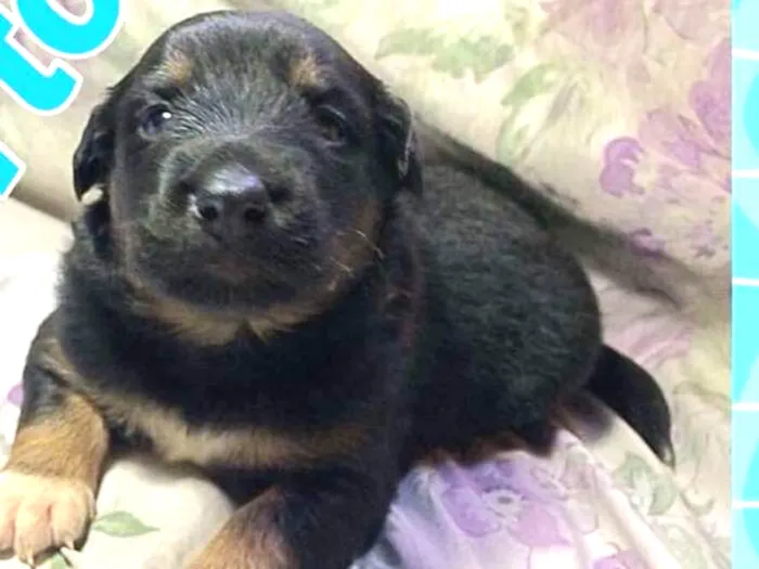 Cachorro ra a SRD idade Abaixo de 2 meses nome BARTÔ