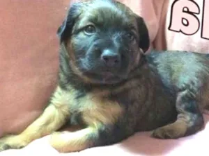 Cachorro raça SRD idade Abaixo de 2 meses nome ULA
