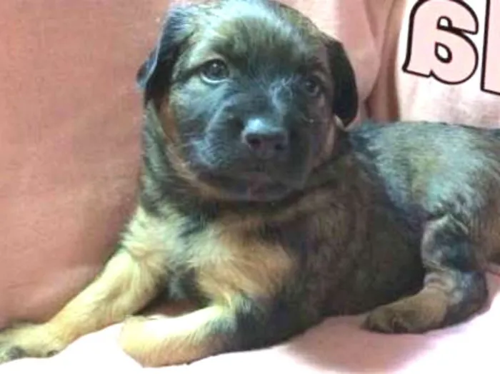 Cachorro ra a SRD idade Abaixo de 2 meses nome ULA