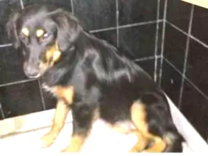 Cachorro raça SRD idade 7 a 11 meses nome MINERVA