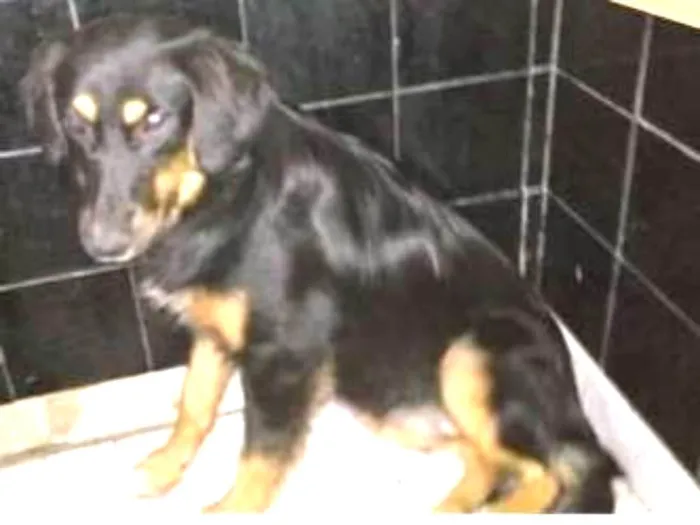 Cachorro ra a SRD idade 7 a 11 meses nome MINERVA
