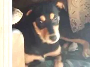 Cachorro raça SRD idade 7 a 11 meses nome Anakin