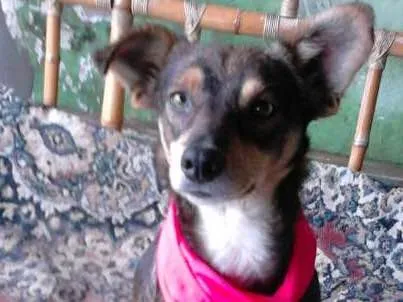 Cachorro ra a Vira-lata idade 2 anos nome Princesa