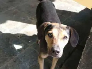 Cachorro raça SRD idade 4 anos nome MIA