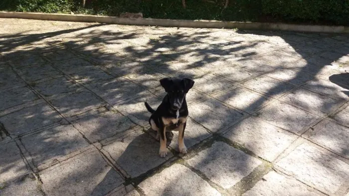 Cachorro ra a indefinida idade 2 a 6 meses nome Elza