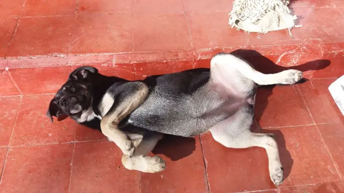 Cachorro ra a indefinida idade 2 a 6 meses nome Elza