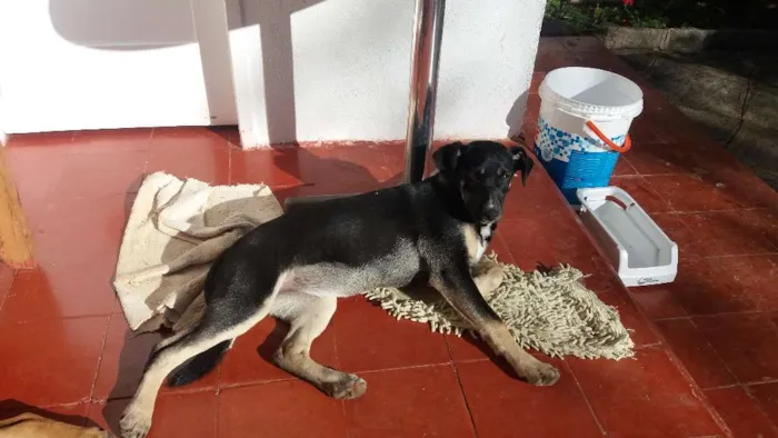 Cachorro ra a indefinida idade 2 a 6 meses nome Elza