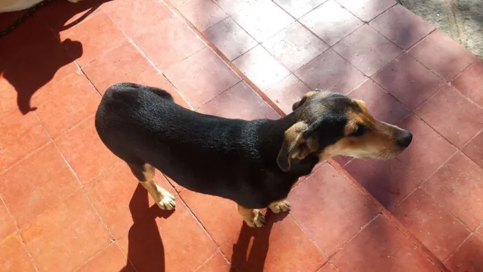 Cachorro ra a indefinida idade 2 a 6 meses nome Ana