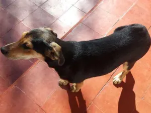 Cachorro raça indefinida idade 2 a 6 meses nome Ana