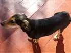 Cachorro raça indefinida idade 2 a 6 meses nome Ana
