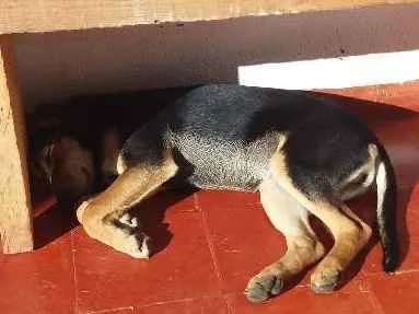 Cachorro ra a indefinida idade 2 a 6 meses nome Ana
