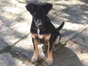 Cachorro raça indefinida idade 2 a 6 meses nome Elza
