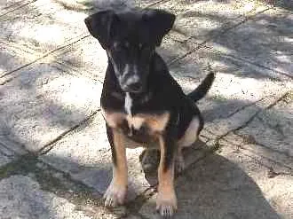 Cachorro ra a indefinida idade 2 a 6 meses nome Elza