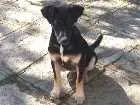 Cachorro raça indefinida idade 2 a 6 meses nome Elza