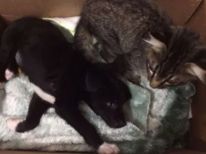 Gato raça srd idade 2 a 6 meses nome Sandy e Myke