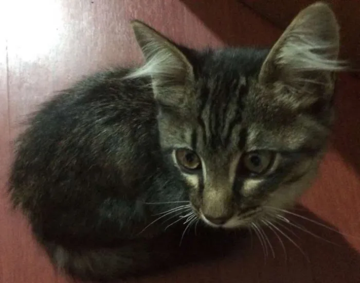 Gato ra a srd idade 2 a 6 meses nome Sandy e Myke