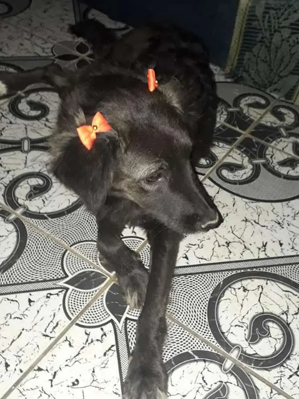 Cachorro ra a srd idade 2 anos nome Moana