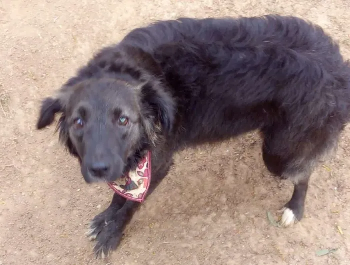 Cachorro ra a srd idade 2 anos nome Moana