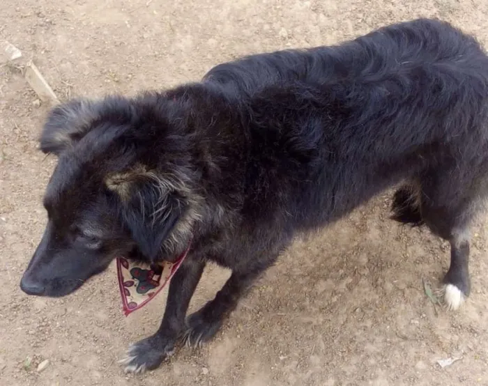 Cachorro ra a srd idade 2 anos nome Moana