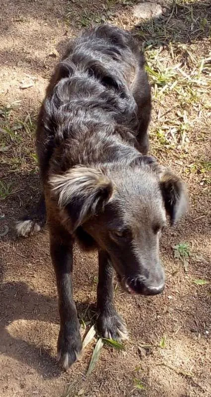 Cachorro ra a srd idade 2 anos nome Moana