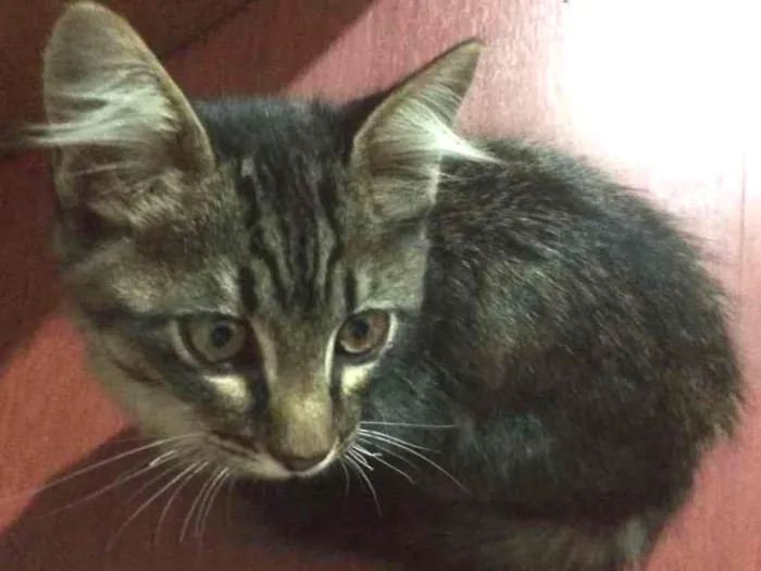 Gato ra a srd idade 2 a 6 meses nome Sandy e Myke