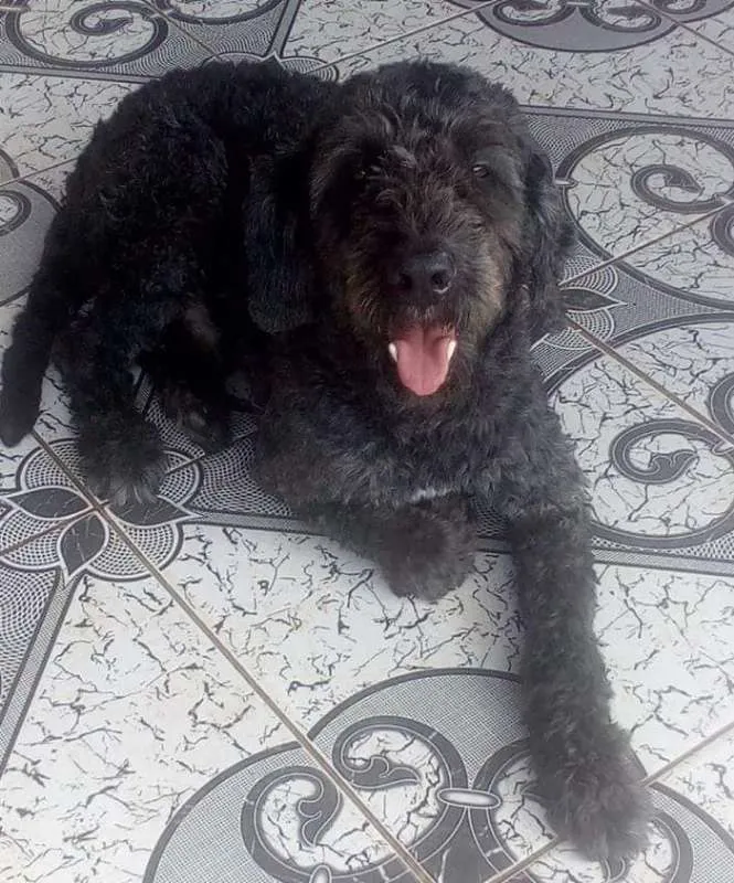Cachorro ra a Srd idade 2 anos nome Ulysses