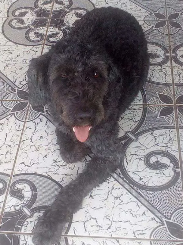 Cachorro ra a Srd idade 2 anos nome Ulysses