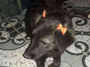 Cachorro raça srd idade 2 anos nome Moana