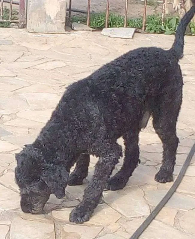 Cachorro ra a Srd idade 2 anos nome Ulysses