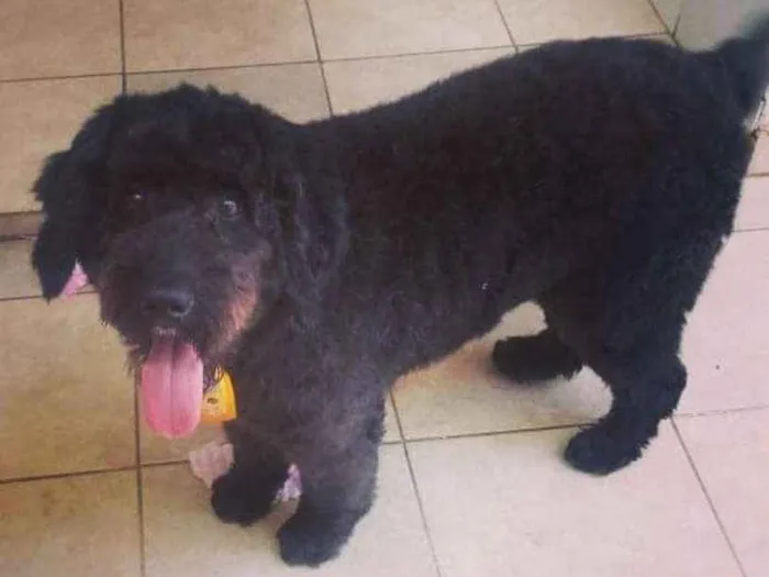 Cachorro ra a Srd idade 2 anos nome Ulysses