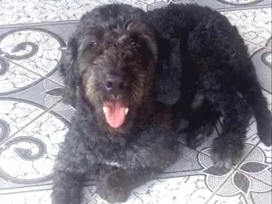 Cachorro raça Srd idade 2 anos nome Ulysses