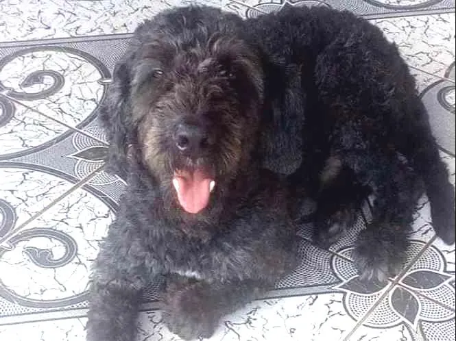 Cachorro ra a Srd idade 2 anos nome Ulysses
