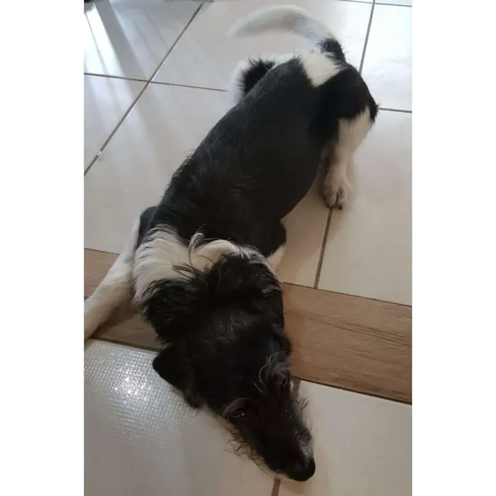 Cachorro ra a SRD idade 7 a 11 meses nome N/A