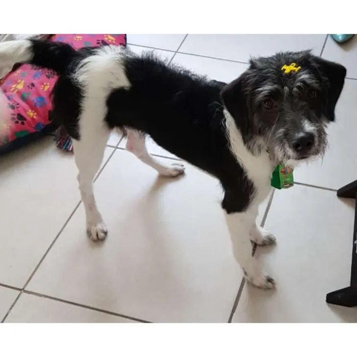 Cachorro ra a SRD idade 7 a 11 meses nome N/A