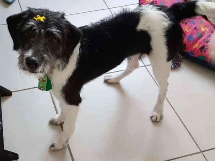 Cachorro ra a SRD idade 7 a 11 meses nome N/A