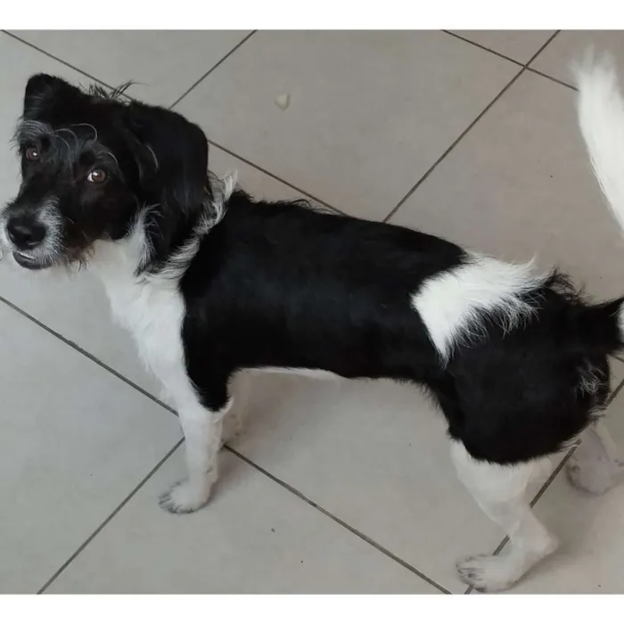 Cachorro ra a SRD idade 7 a 11 meses nome N/A