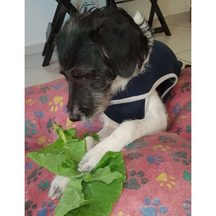 Cachorro ra a SRD idade 7 a 11 meses nome N/A