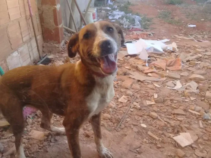 Cachorro ra a Vira lata idade 7 a 11 meses nome Cibelly