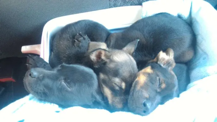 Cachorro raça Pastor com pitbull idade 2 a 6 meses nome Sem nome ainda 