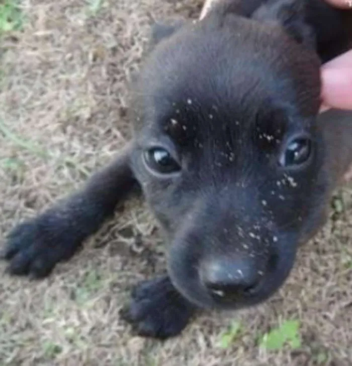 Cachorro raça SRD idade Abaixo de 2 meses nome Sem nome