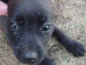 Cachorro raça SRD idade Abaixo de 2 meses nome Sem nome