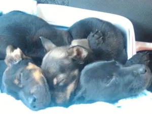 Cachorro raça Pastor com pitbull idade 2 a 6 meses nome Sem nome ainda 