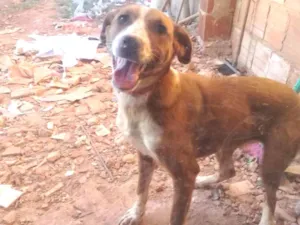 Cachorro raça Vira lata idade 7 a 11 meses nome Cibelly